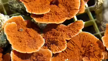 Montipora florida