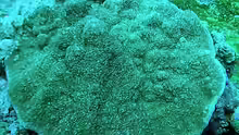 Montipora foveolata