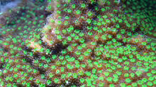 Montipora grisea