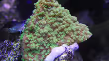 Montipora hoffmeisteri