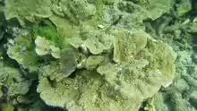 Montipora monasteriata