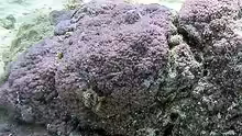 Montipora nodosa