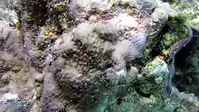 Montipora peltiformis