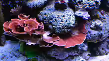 Montipora Platte rot