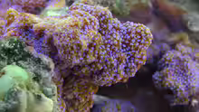 Montipora tuberculosa