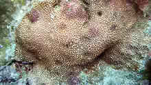 Montipora verrucosa
