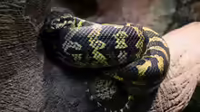 Morelia spilota