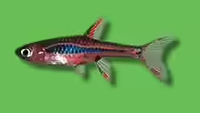 MOSKITO-RASBORA / SCHWANZFLECK- B??RBLING
