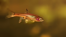 Moskito Rasbora