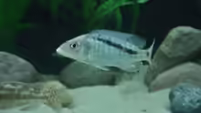 Mylochromis gracilis M
