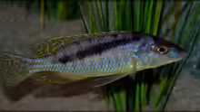 Mylochromis gracilis (male)
