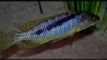 Mylochromis gracilis (male)