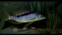 Mylochromis gracilis (male)