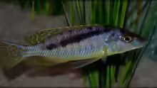Mylochromis