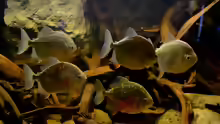 Myloplus