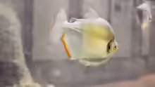 Mylossoma