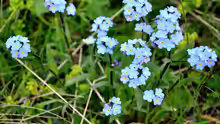Myosotis alpestris