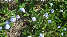 Myosotis sylvatica
