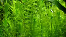 Myriophyllum elatinoides