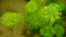 Myriophyllum simulans