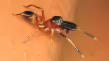 Myrmarachne formicaria
