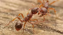 Myrmica rubra