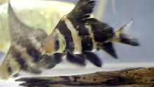 Myxocyprinus asiaticus
