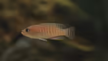 Neolamprologus multifasciatus