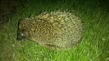 nächtlicher Teichbesucher - ein durstiger Igel