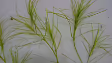 Najas graminea