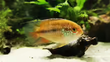 Nannacara anomala