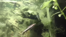 Nannostomus eques
