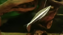 Nannostomus eques