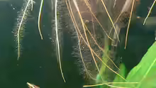 Nannostomus eques