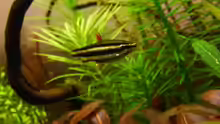 Nannostomus marginatus