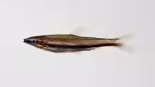 Nannostomus marilynae
