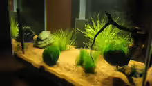 Nano Fluval Edge