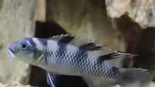 Nanochromis