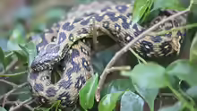 Natrix maura