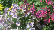Nemesia hybrida
