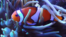 Nemo :-)