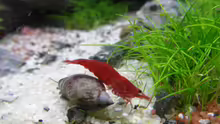 Neocaridina & Schneck´