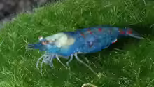 Neocaridina cf. zhangjiajiensis Blue Pearl