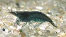 Neocaridina cf/sp blau