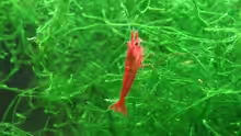 Neocaridina davidi