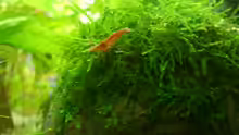 Neocaridina heteropoda var. Red Fire-Zwerggarnele