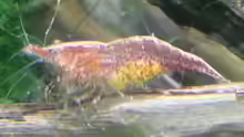 Neocaridina heteropoda var. Red