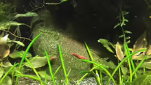 Neocaridina heteropoda var. Red