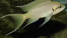 Neolamprologus brichardi