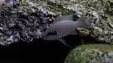 Neolamprologus Brichardi